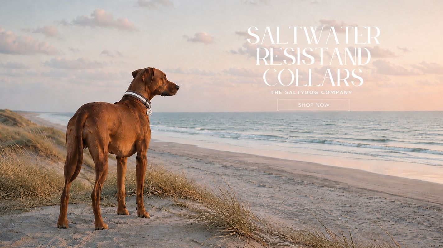 SALTYDOG